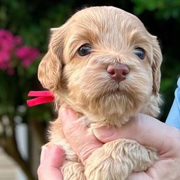 Birdie - Red roan female Cockapoo puppy in Mocksville, North Carolina from Little Bear Doodles