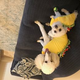 Poodle All Grown Up from Morris Prancing Poodles