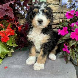 Bernedoodle Puppies from Premier Doodles