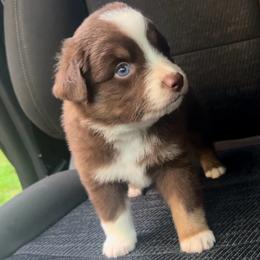 Oak - Red tri male Miniature Australian Shepherd puppy in Ringgold, Louisiana from Barrett's Buddies