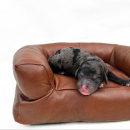 Taryn - Merle female Australian Labradoodle puppy in Wamego, Kansas from Doodles of Oz