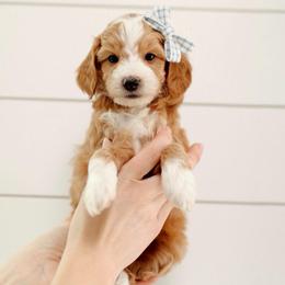 Ranger - Red  male Goldendoodle puppy in Rio Linda, California from GoldendoodlePaw