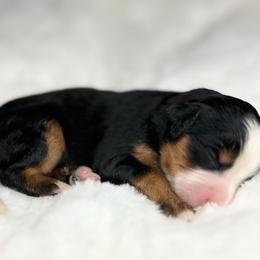 Flynn - Tri-color male Bernedoodle puppy in Sugarcreek, Ohio from Cuddly Companion Doodles