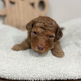 Ray- Red Collar - Red male Bernedoodle puppy in Oak Hills, California from High Desert Doodles