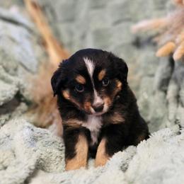 Sunday - Black tri female Miniature Australian Shepherd puppy in Harker Heights, Texas from Comfy Cozy Kennel