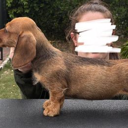 Dachshund Puppies from Passport Dachshunds