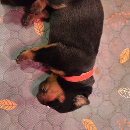 Rottweiler Puppies from CAMILA MICHELLI