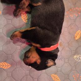 Rottweiler Puppies from CAMILA MICHELLI