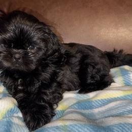 Cooper - Black male Shih Tzu puppy in Albany, New York from Precious Shihpoo’s and Luxurious Shih Tzu’s