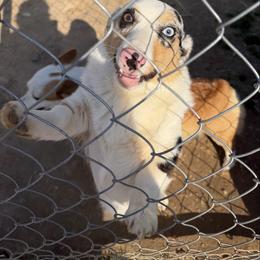 Joonie - White merle female American Corgi puppy in Sequatchie, Tennessee from Green Star Farm Corgis