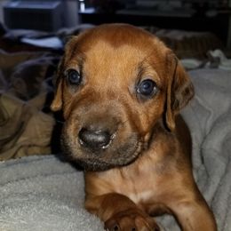 Rhodesian Ridgebacks from Armagh Rhodesian Ridgebacks