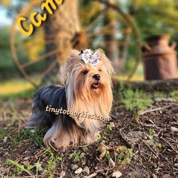 Camry - Yorkshire Terrier