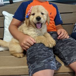 Australian Shepherd and Golden Retriever Puppies from Happy Valley Farms