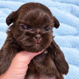 Blaise - Chocolate male Shih Tzu puppy in Tallahassee, Florida from Bows and Bow Ties