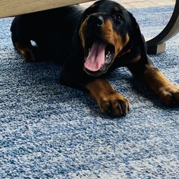 Doberman Pinscher Puppies from TeatreeDoberman