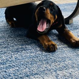 Doberman Pinscher Puppies from TeatreeDoberman