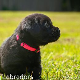 Labrador Retriever Puppies from Puzzles Labradors