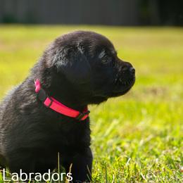 Labrador Retriever Puppies from Puzzles Labradors