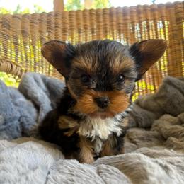 Boy 2 - male Yorkshire Terrier puppy in Malvern, Arkansas from Sweet as dessert puppies