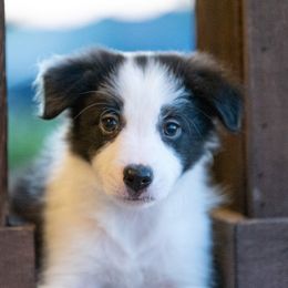 Border Collie Puppies from High Point Border Collies