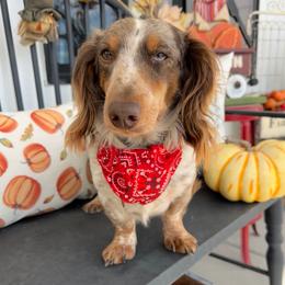 Max - Dachshund