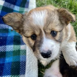 American Corgi Puppies from Patriot American Corgi