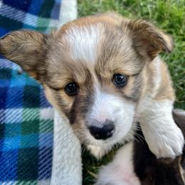 American Corgi Puppies from Patriot American Corgi