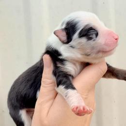 Boy 5 - Blue merle male Australian Shepherd puppy in Iola, Texas from MK Aussies