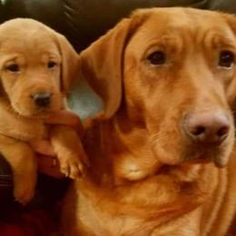 Dilute Retrievers and Labrador Retrievers from SilverWater Labs