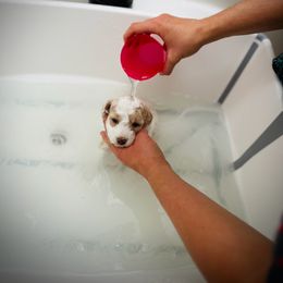 Poodle Puppies from Reuter Clan Poodles