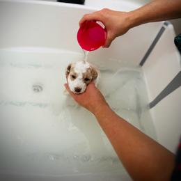 Poodle Puppies from Reuter Clan Poodles