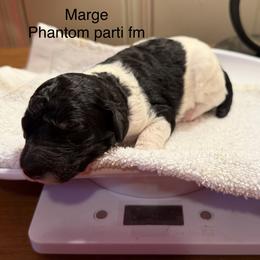 Marge - Parti female Poodle puppy in Washington, Pennsylvania from Patriotic Poodles