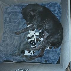 Girl 1 - Black and white female German Wirehaired Pointer puppy in Wellston, Ohio from Blue Line GWPs