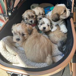 Tucker AKC boy 4 - Cream male Lhasa Apso puppy in Chico, California from Lhasa Apsos of northern Ca . Biewer terriers of northern California
