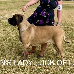 Gabby - Mastiff