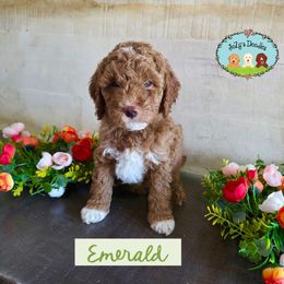 Emerald - Parti female Goldendoodle puppy in Lynn Haven, Florida from JoZy's Doodles