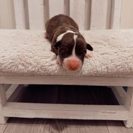 Girl 1 - Liver and white female Cardigan Welsh Corgi puppy in Maidsville, West Virginia from L&B Lowriders