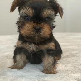 Waylon - Black and tan male Yorkshire Terrier puppy in Jacksonville, Florida from The Yorkie Shack