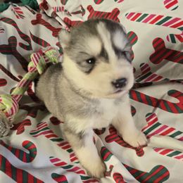 Silver bells - Gray and white female Siberian Husky puppy in Kansas City, Missouri from Anuun's Huskies