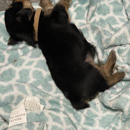 Yorkshire Terrier Puppies from K’s Yorkies