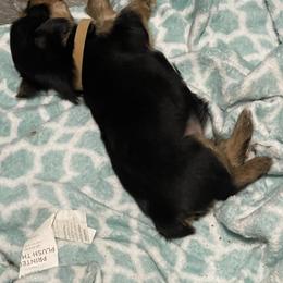 Yorkshire Terrier Puppies from K’s Yorkies