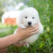Heron - White male Maremma Sheepdog puppy in Conway, Missouri from 2J 2K Border Collies | Maremma Sheepdogs