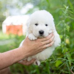 Heron - White male Maremma Sheepdog puppy in Conway, Missouri from 2J 2K Border Collies | Maremma Sheepdogs