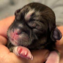 Hannah - Brindle female Lhasa Apso puppy in Fort Worth, Texas from Cynthia's Lhasa Apsos