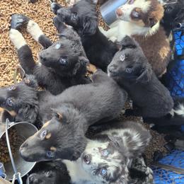 Australian Shepherd Puppies from WildBloom Australian Shepherds