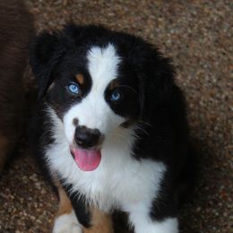 Australian Shepherd Puppies from Faith Valley Australian Shepherds