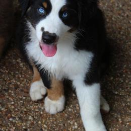 Australian Shepherd Puppies from Faith Valley Australian Shepherds