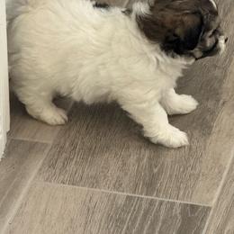 Princess - Black & white female Maltipoo puppy in Tomball, Texas from Angela Hurd's Maltipoos