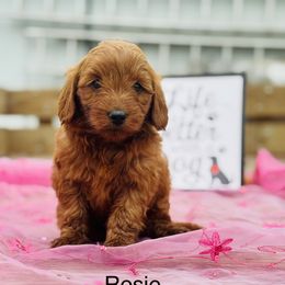 Rosie - Red  Goldendoodle puppy in Oxford, Pennsylvania from FriendlyPals