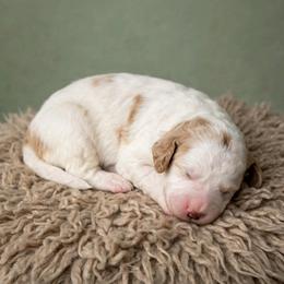 Louie - Parti male Goldendoodle puppy in Lancaster, California from Kid's Best Doodle